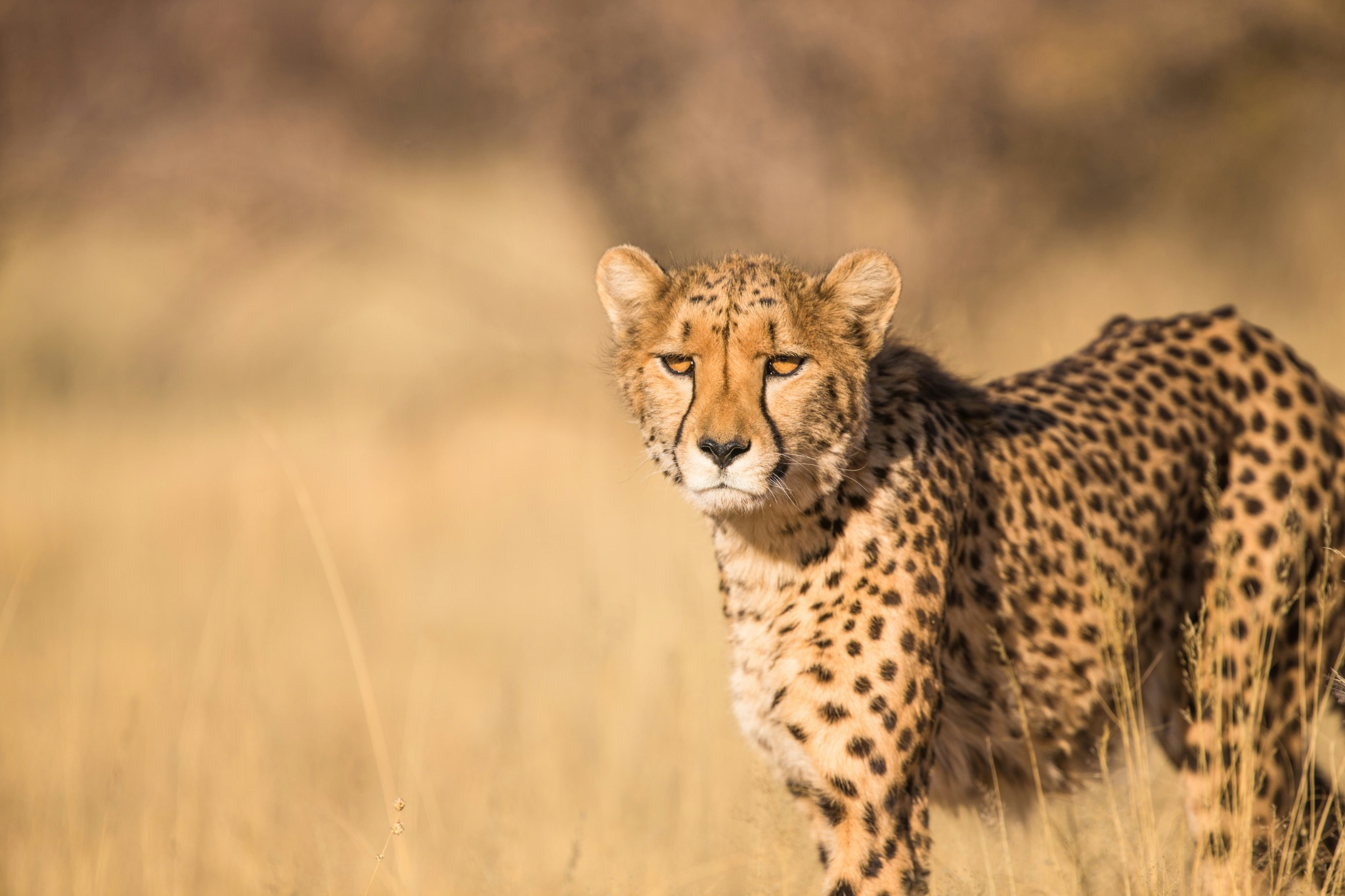 Cheetah standing in the golden Tanzanian grasslands