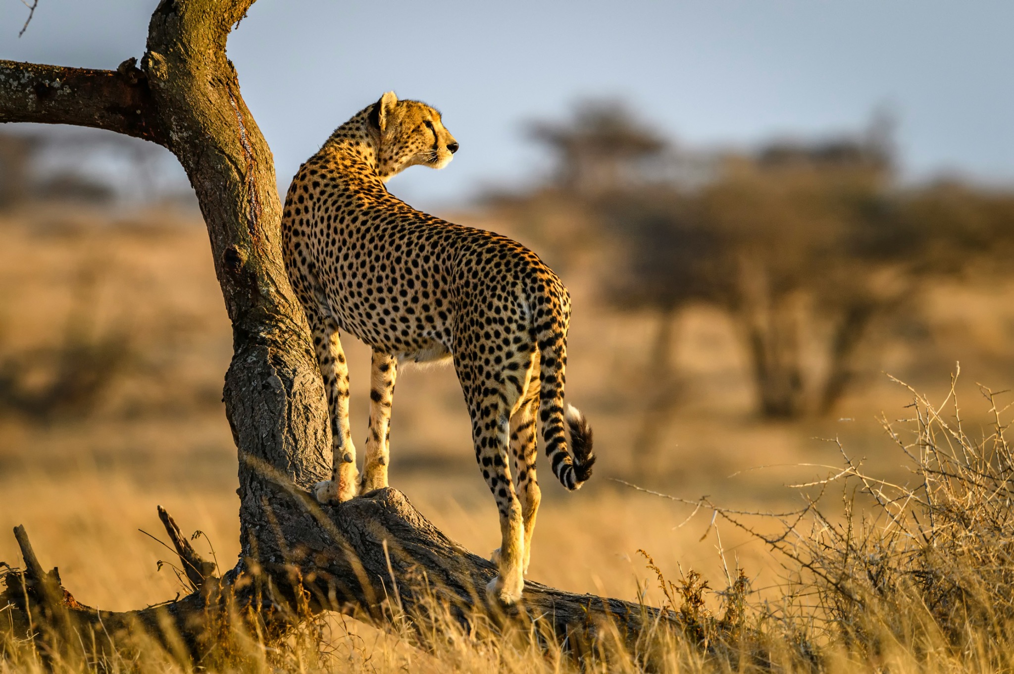 Tanzania safari wildlife