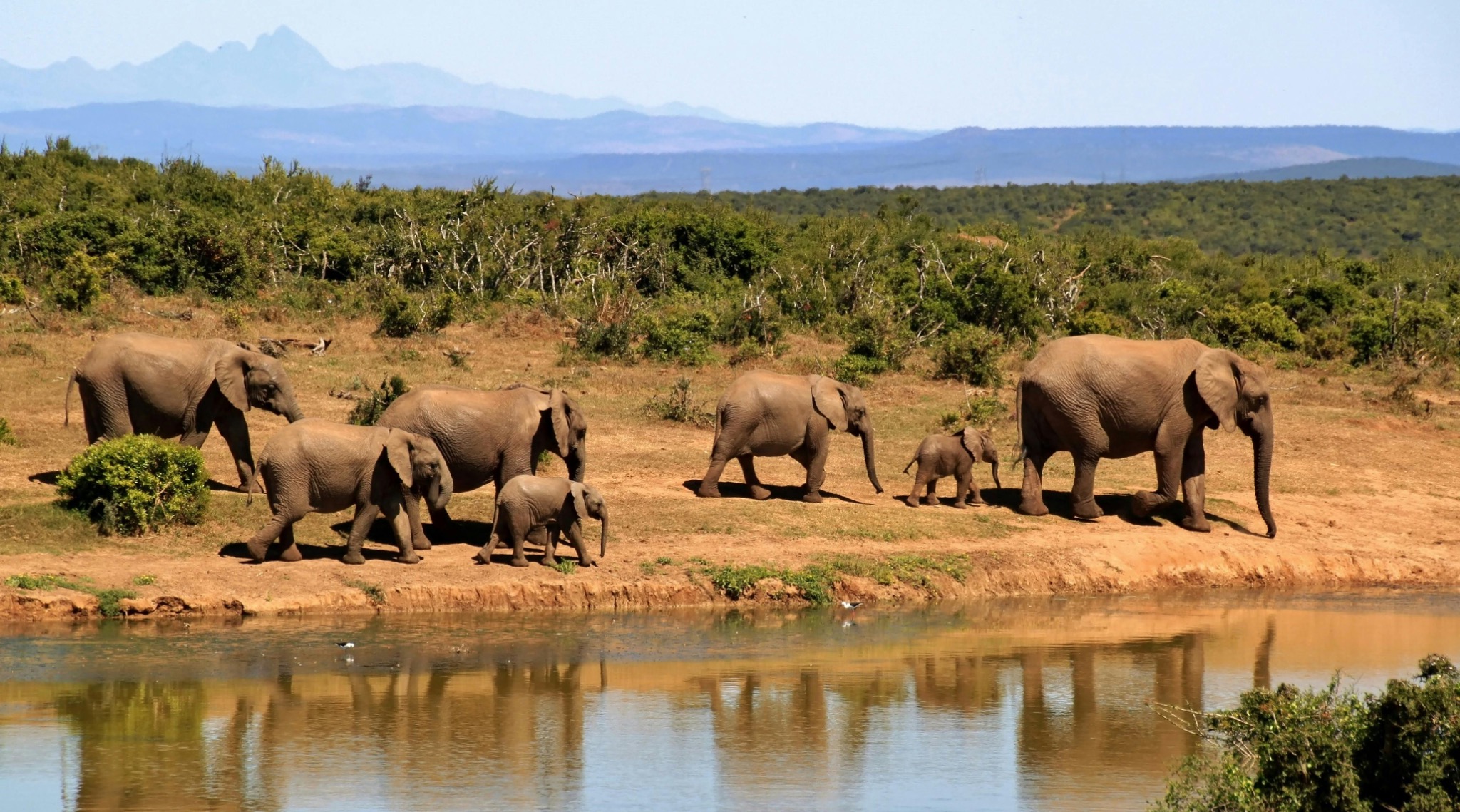Tanzania safari wildlife