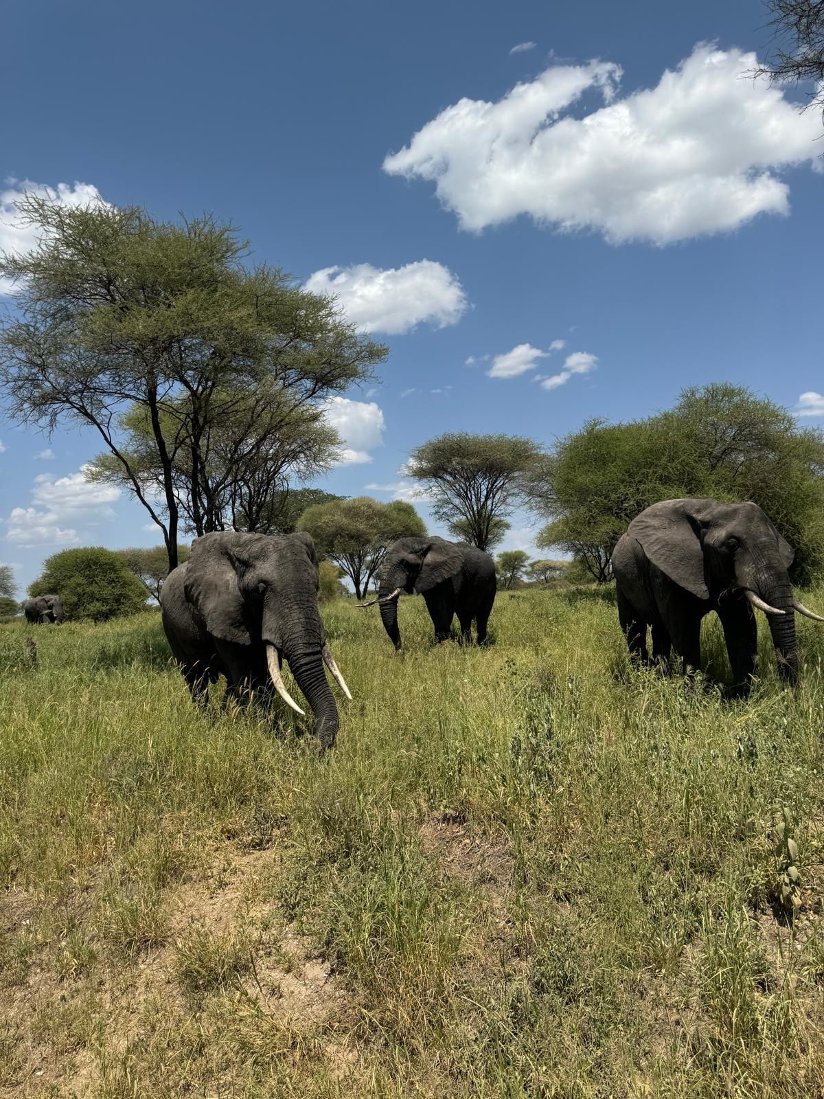 Elephants photographed by Reed Safari guests in Tanzania