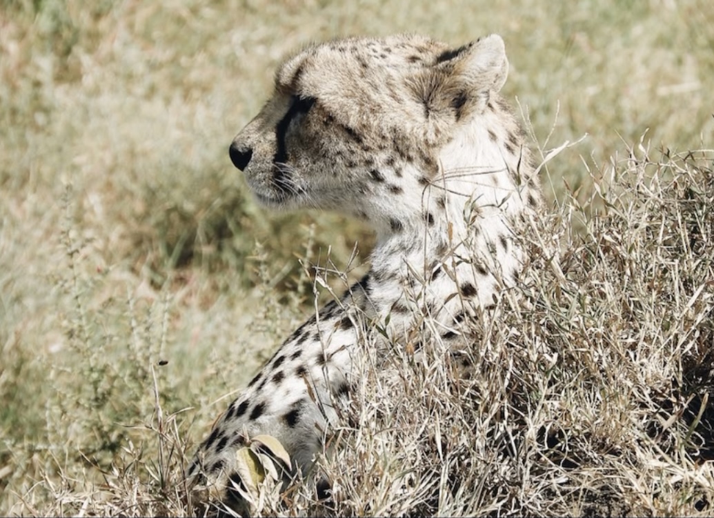 A cheetah watching the grasslands from a low mound