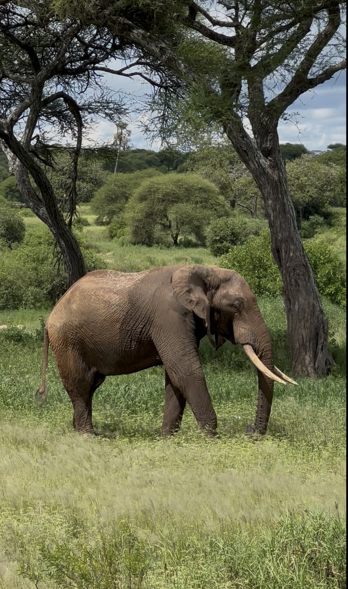 A large elephant walking through green woodland in Tanzania