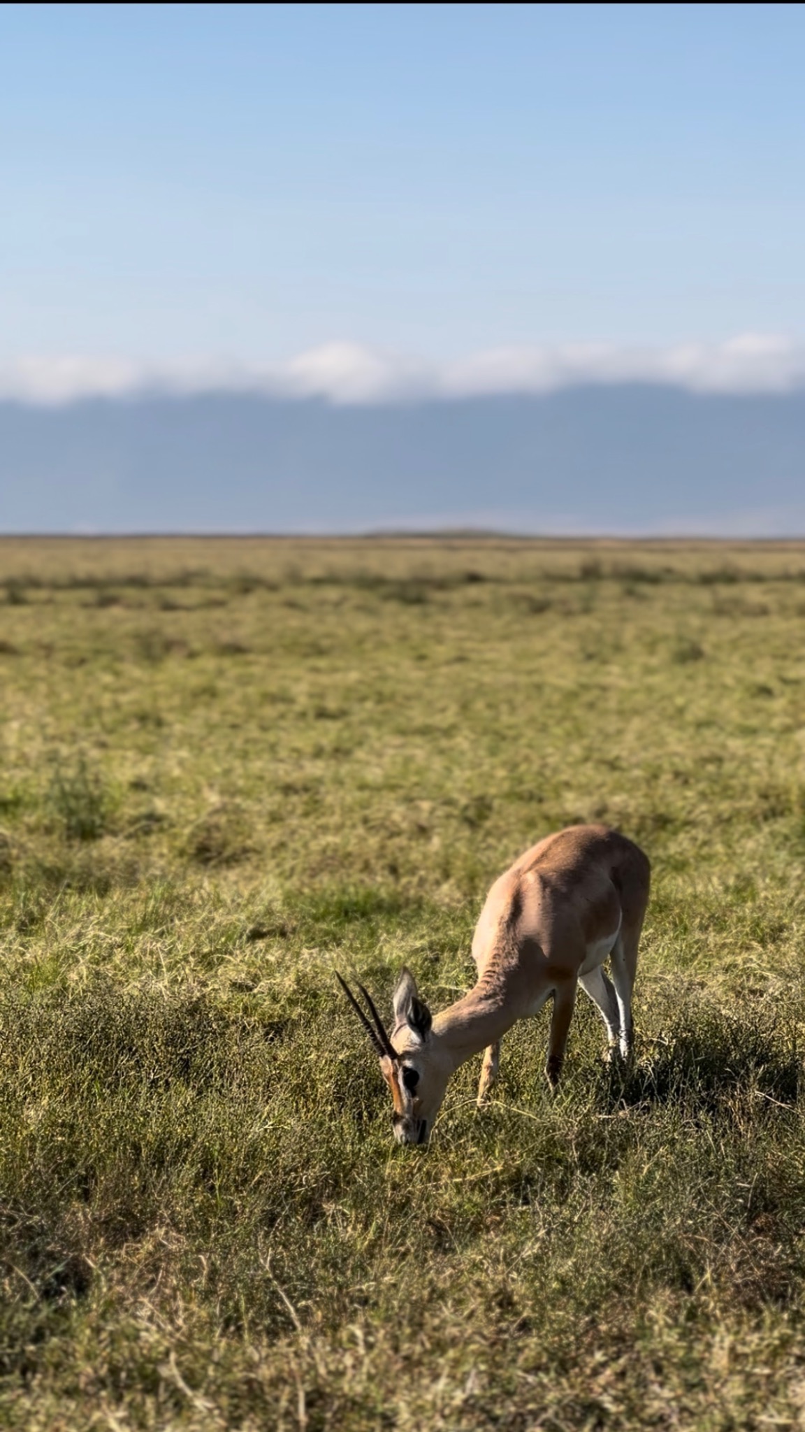 A gazelle grazing on the open Tanzanian plains