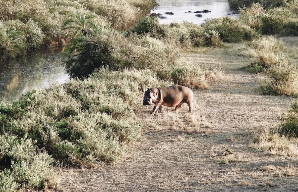 A hippopotamus walking beside a river