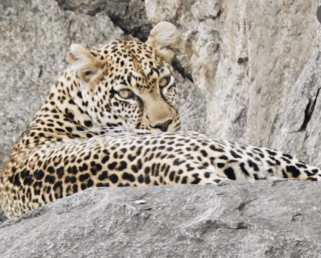 A leopard resting against a rocky tree trunk