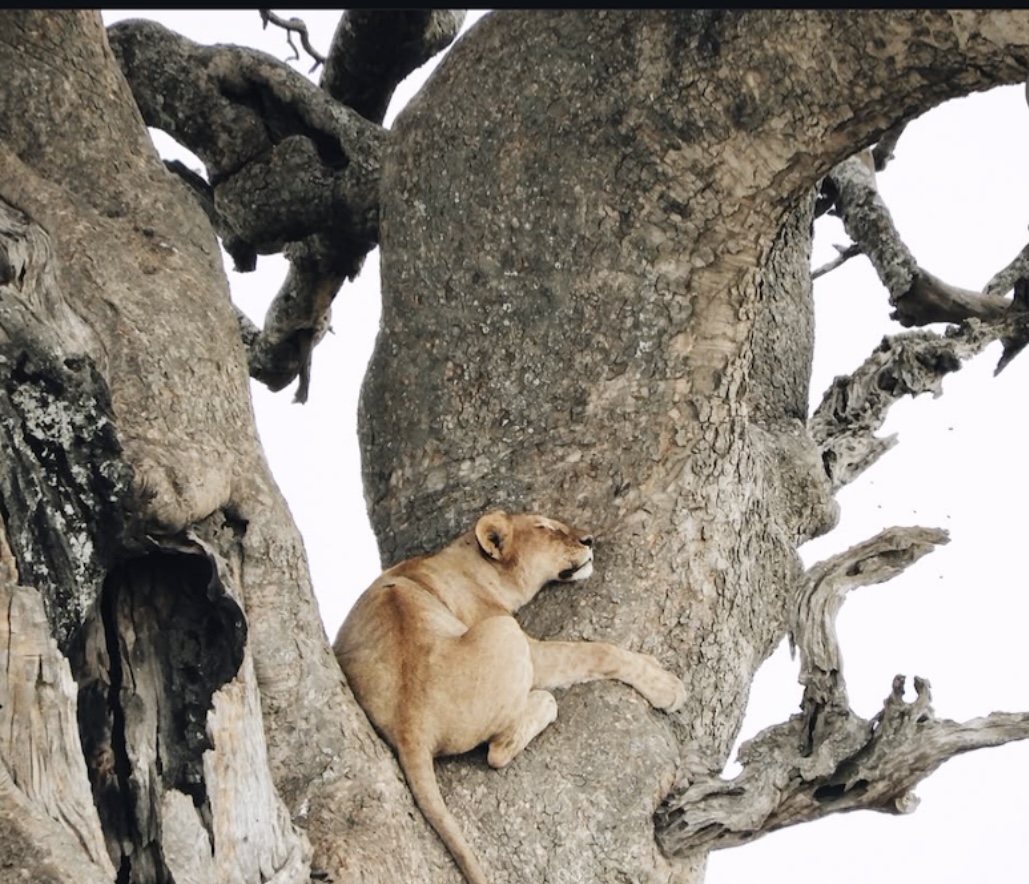 A lion resting in the broad branches of an old tree