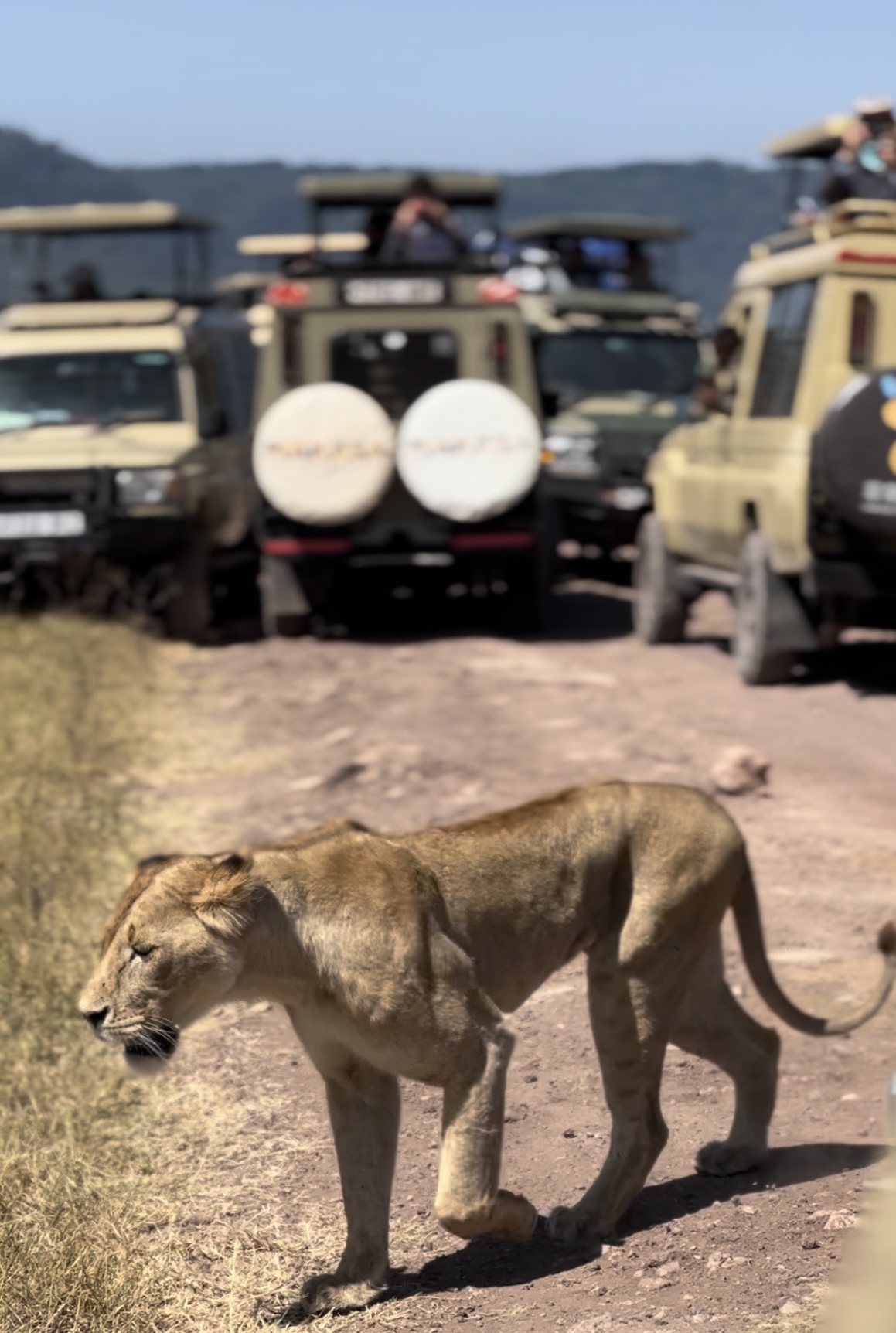 A lioness crossing the road between safari vehicles