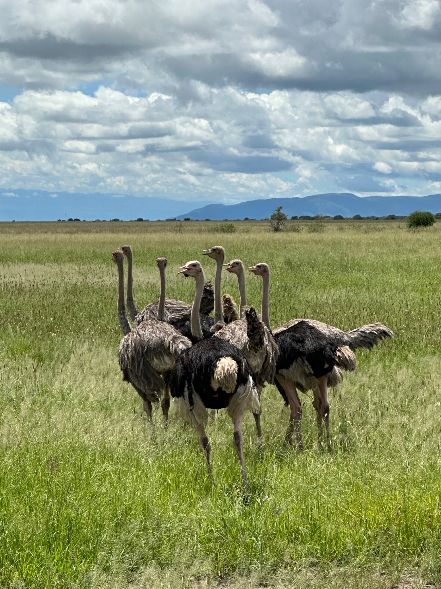 A group of ostriches gathered on open Tanzanian grassland