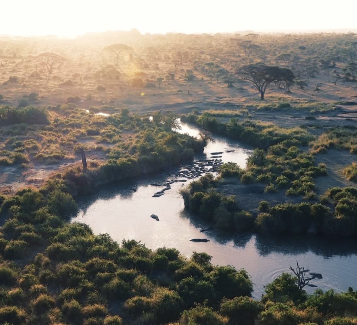 A river winding through the Serengeti in early morning light