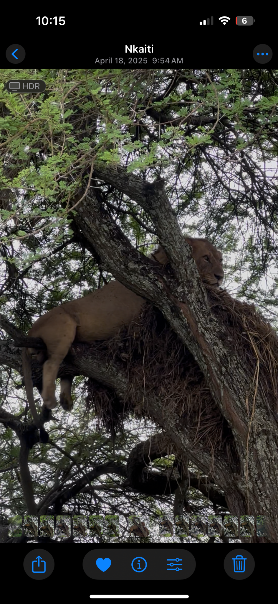A lion resting high in the branches of a tree