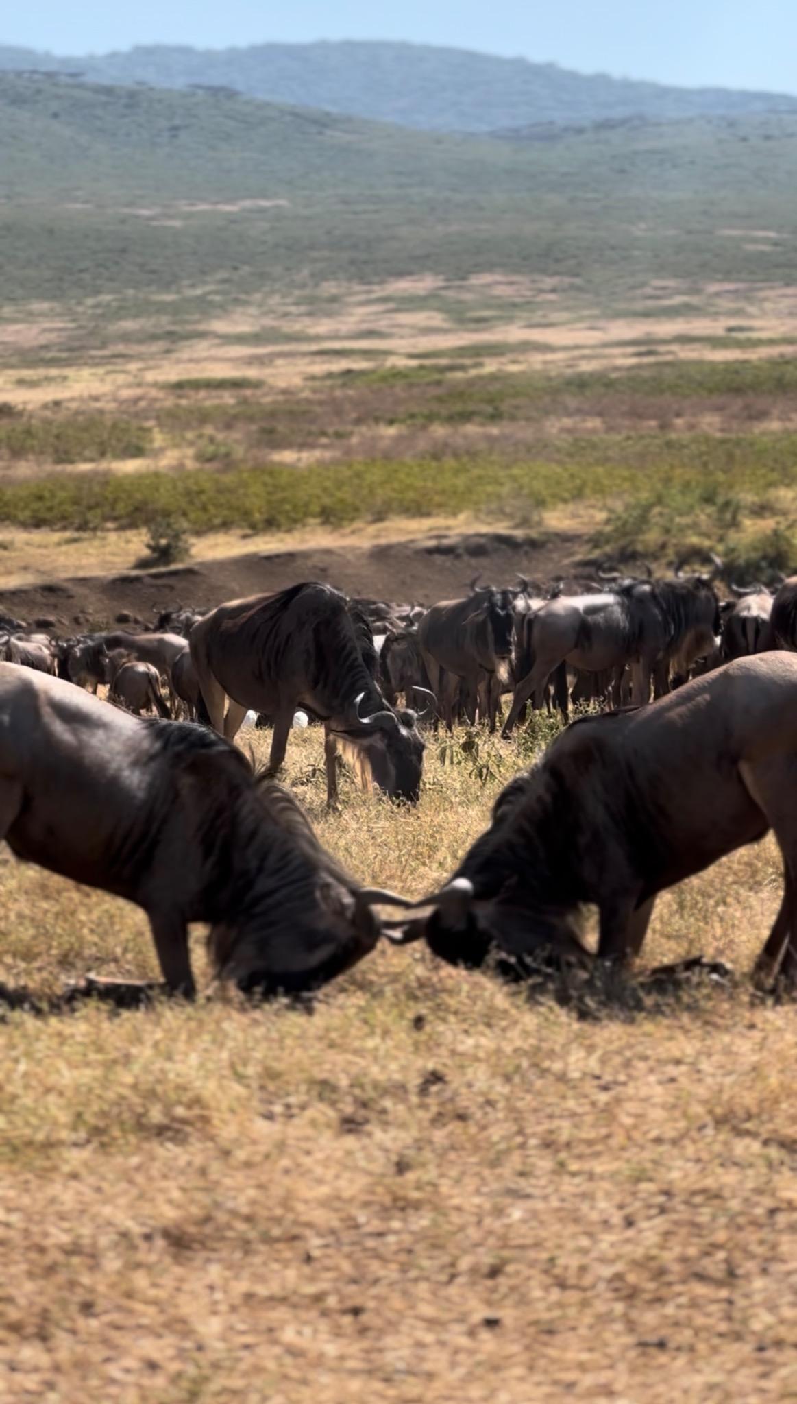 A large herd of wildebeest gathered beneath the crater highlands