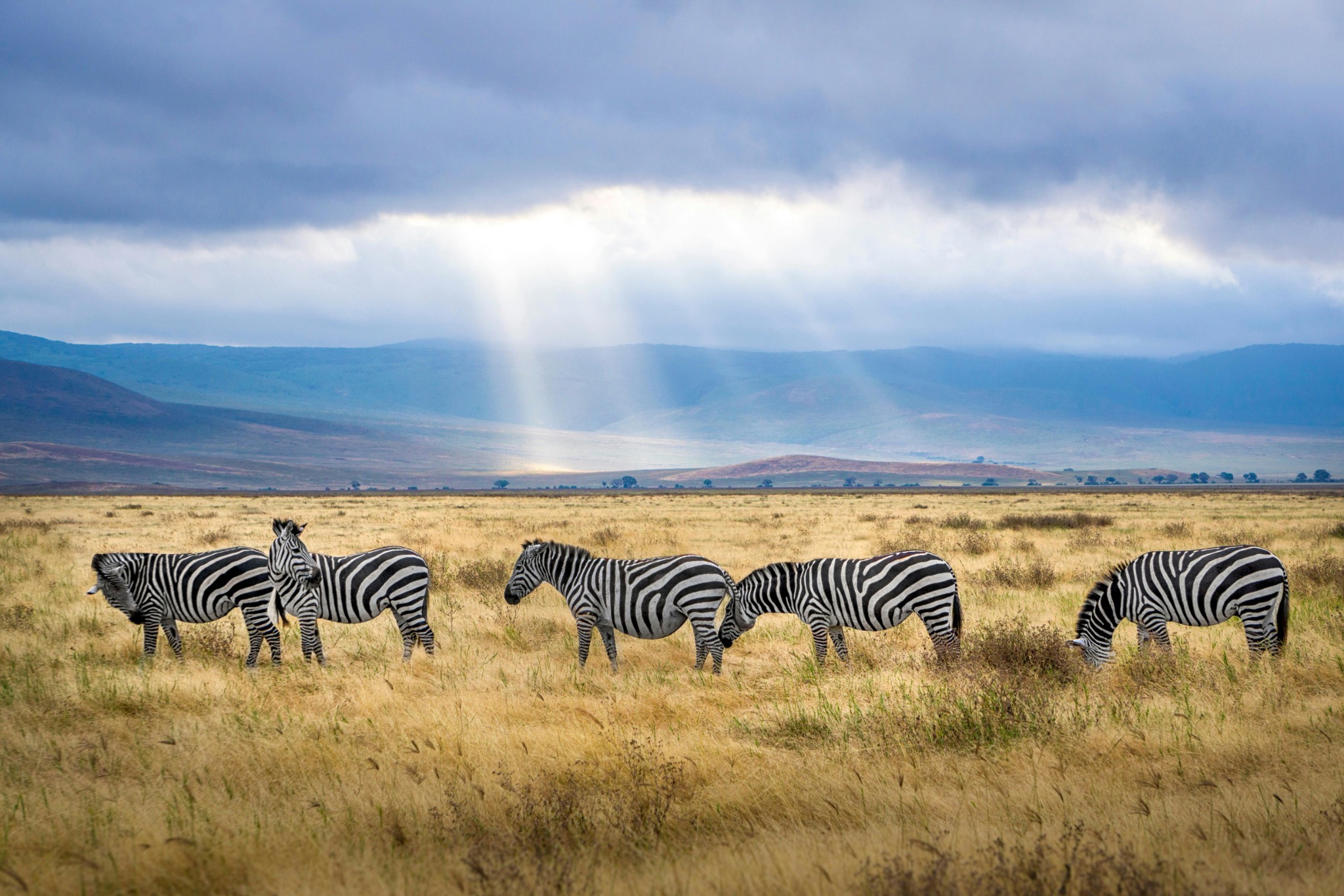 Tanzania safari wildlife