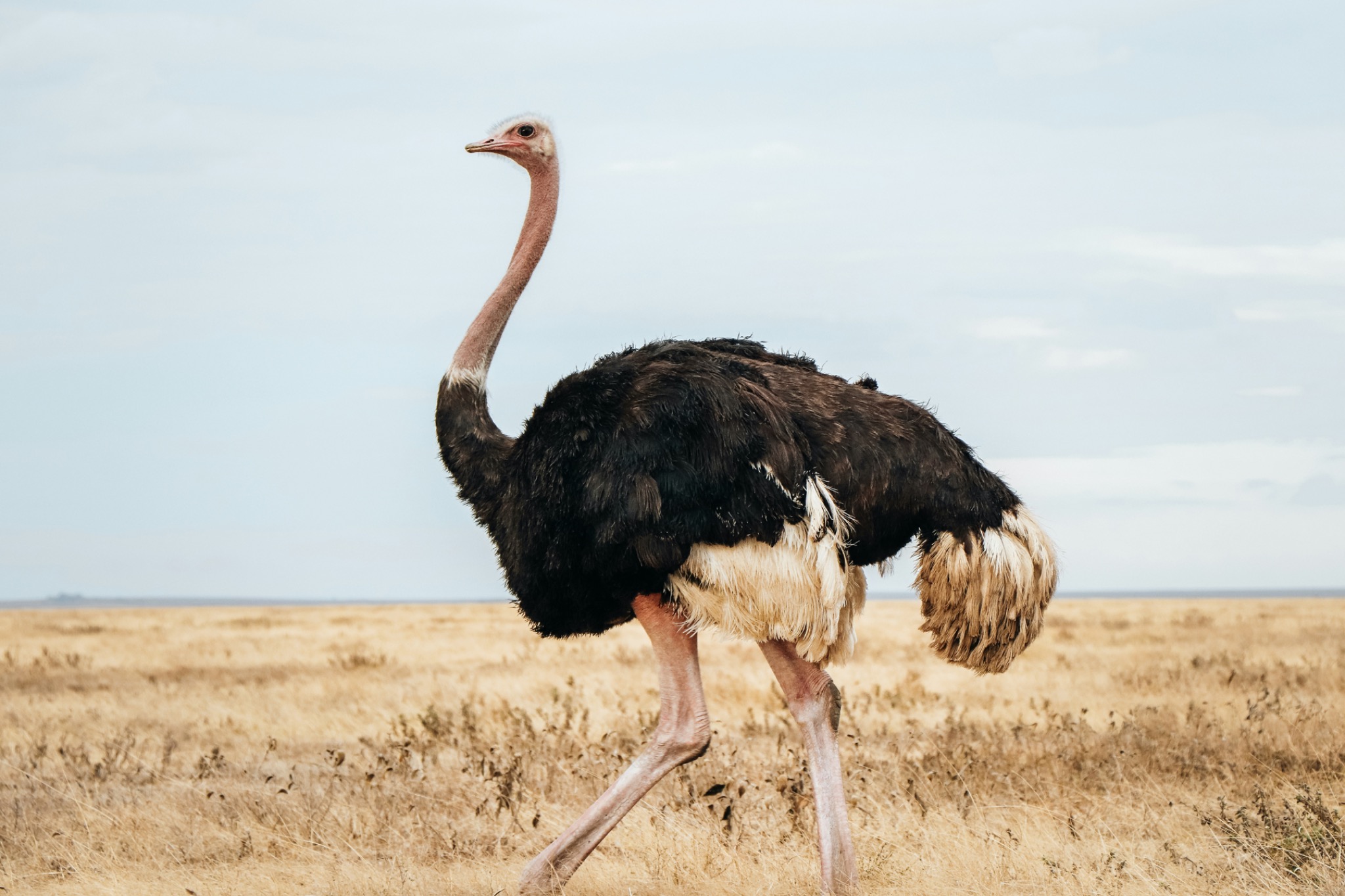 Ngorongoro Crater, Tanzania