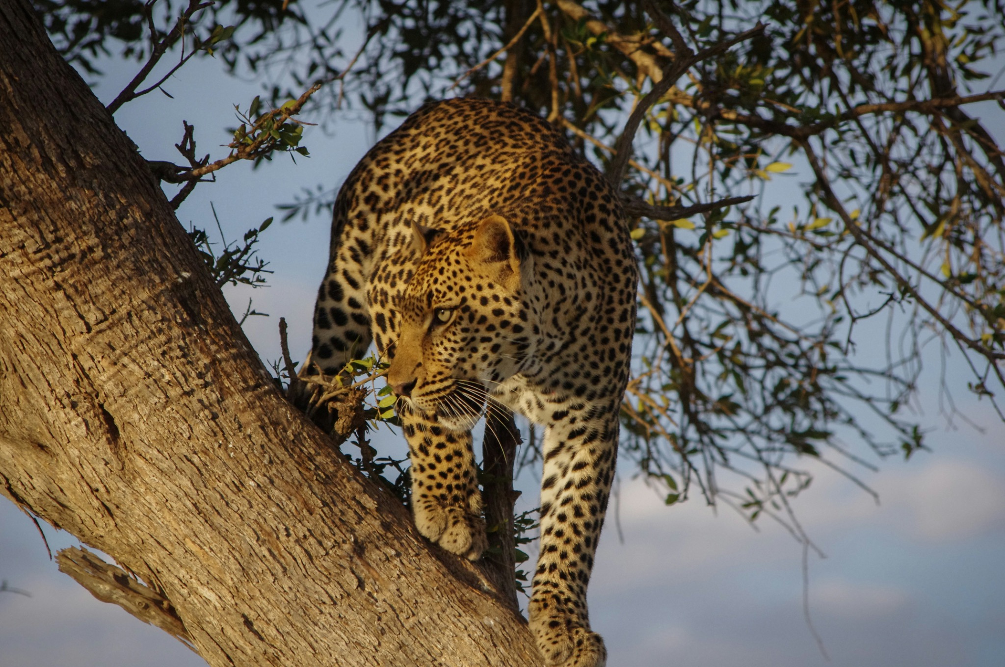 Tanzania safari wildlife