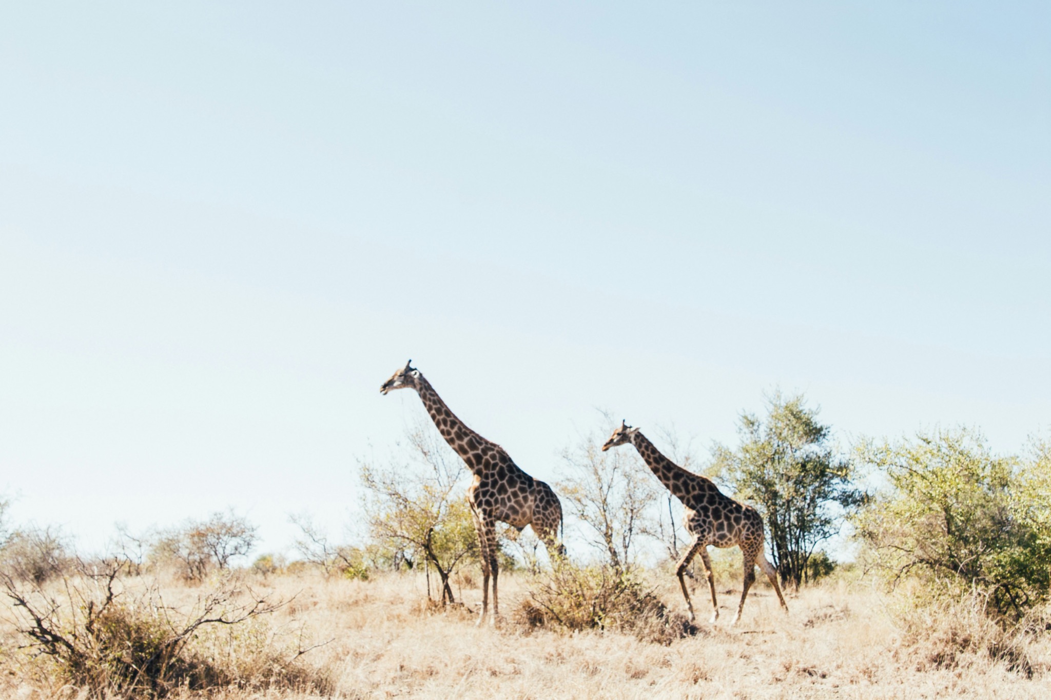 Tarangire, Tanzania
