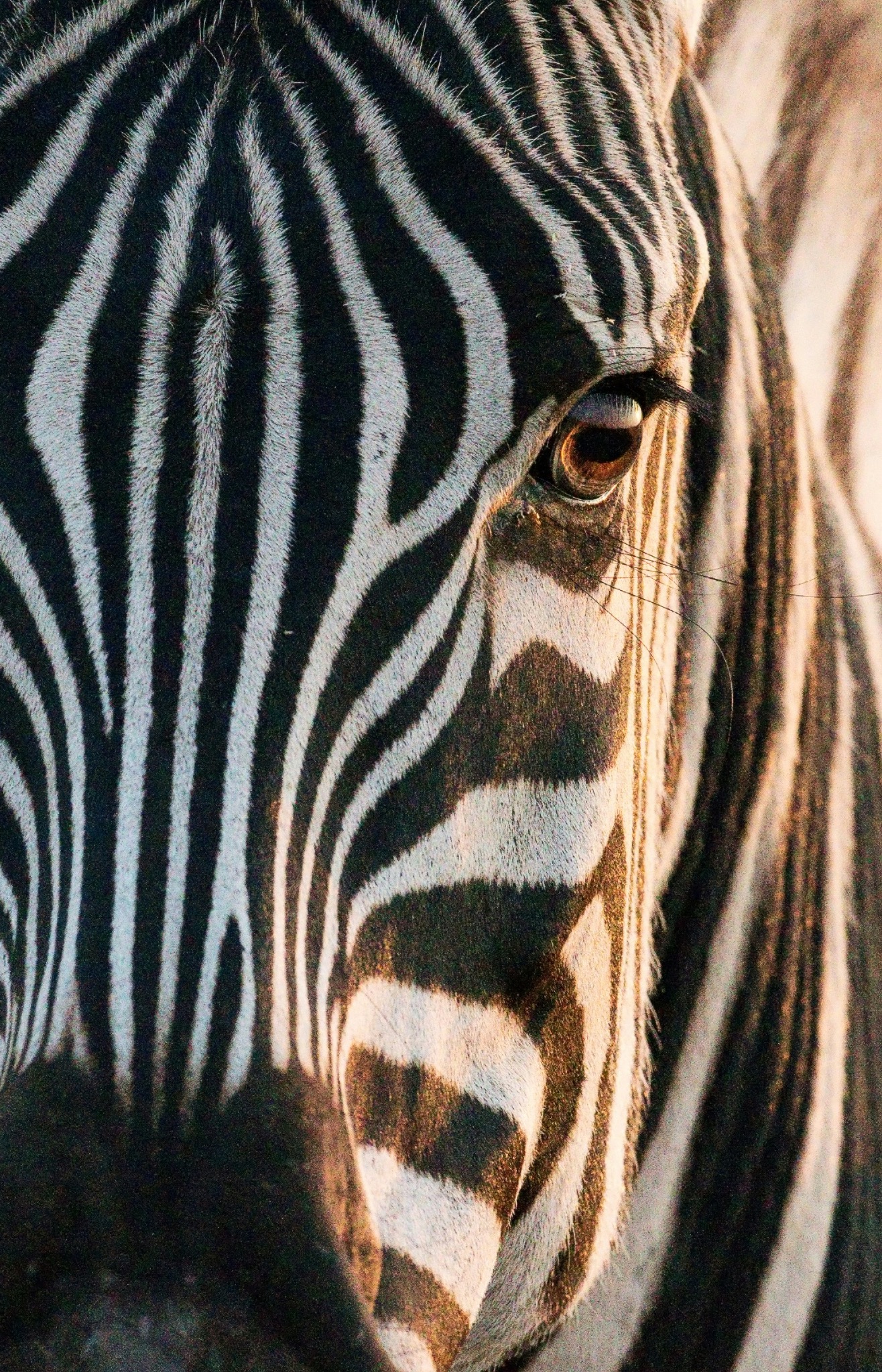 Close portrait of a zebra
