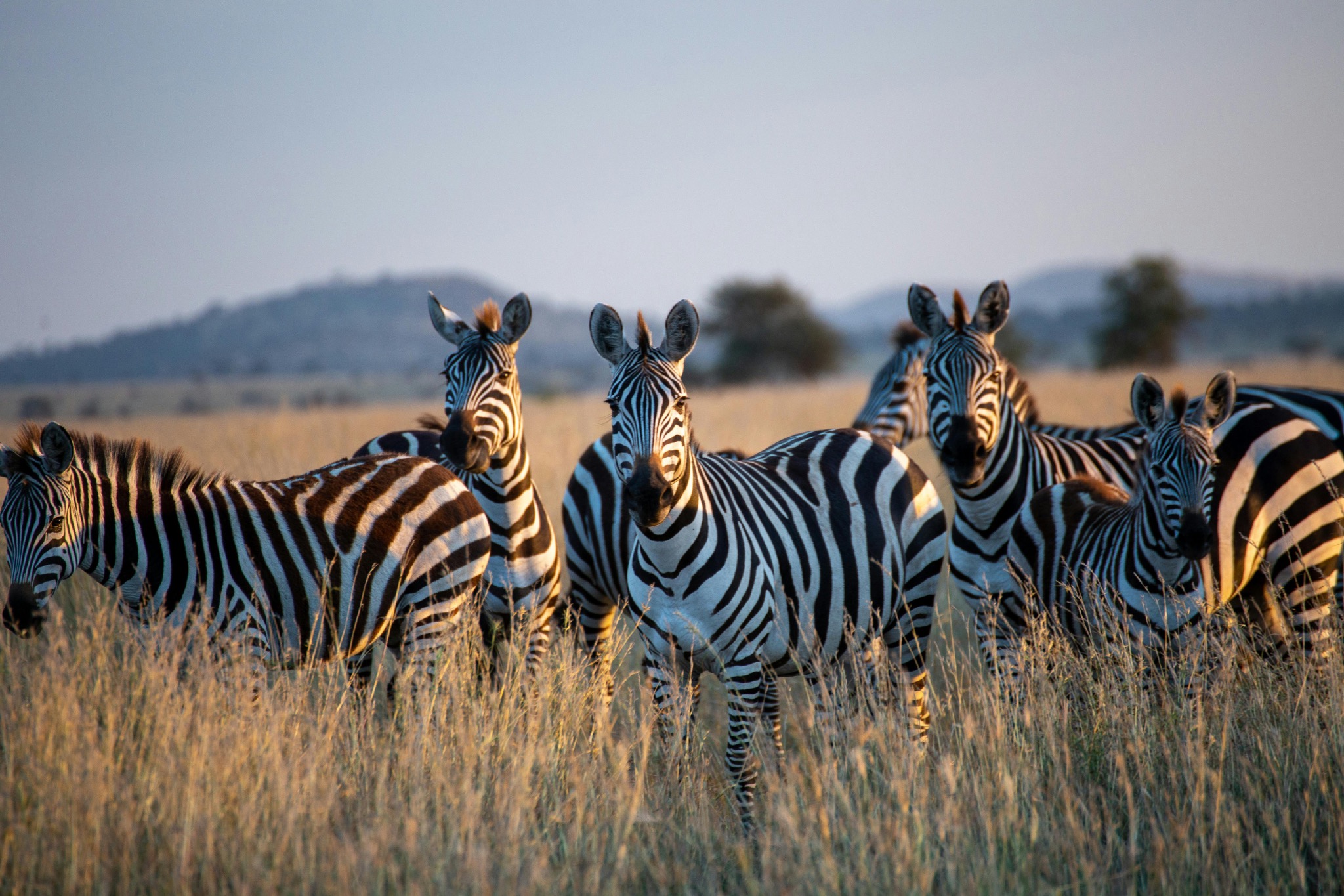 A zebra herd on the Tanzanian plains